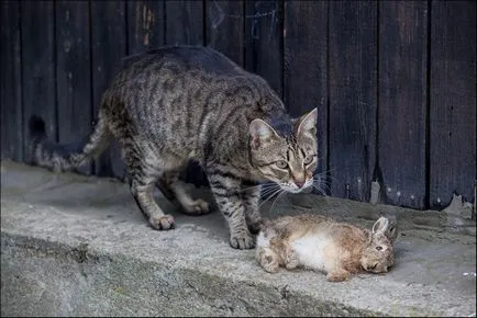 В рамките на котката Минск ловува leverets