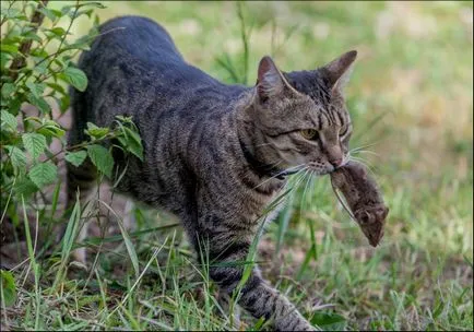 В рамките на котката Минск ловува leverets