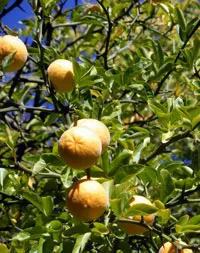 Pontsirus (trifoliata) cultivarea și recoltarea