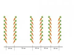 Udarea morcov în aer liber metode raționale, ratele de irigare, frecvența