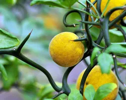 Pontsirus (trifoliata) cultivarea și recoltarea