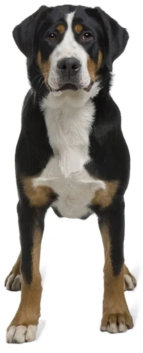 Breed Nagy svájci havasi kutya (nagy svájci havasi kutya, bruttó)