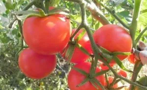 Tomatele sunt cele mai bune soiuri în aer liber, subdimensionat