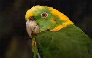 papagájok amazonok