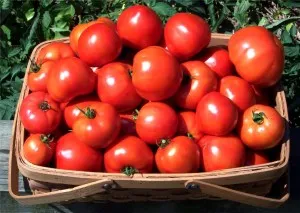 Tomatele sunt cele mai bune soiuri în aer liber, subdimensionat