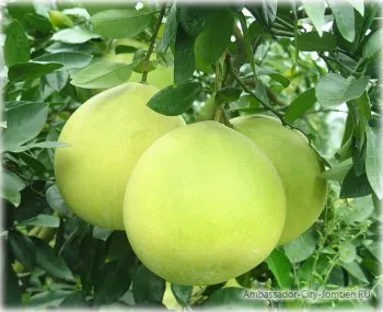 Pomelo (Pamela) descrierea și proprietățile de fructe exotice, recenzii și comentarii