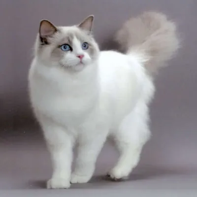Breed macskák ragdoll tenyészteni leírás és a karakter 10 fotó, videó