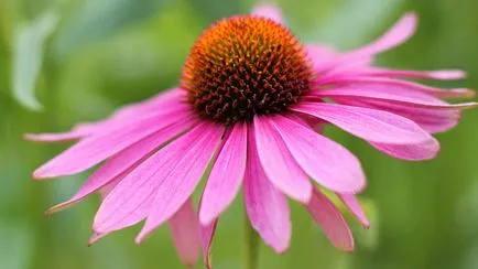 Előnyei és hátrányai Echinacea mint gyógynövény