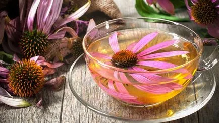 Előnyei és hátrányai Echinacea mint gyógynövény