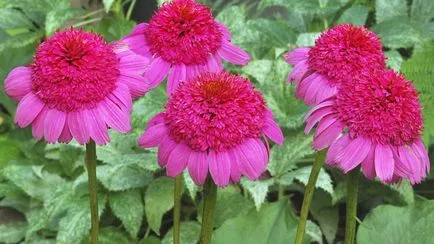 Előnyei és hátrányai Echinacea mint gyógynövény