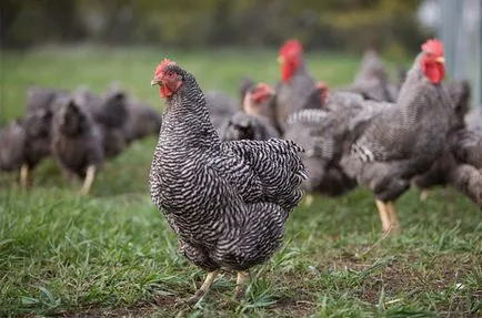 A fajta csirke amroks - jellemzői, tartalma, hígító