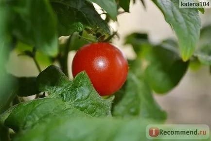 Cherry paradicsom (paradicsom) - „baby-paradicsom, a történetet, hogyan nőttem fel a cseresznye ház ablakában