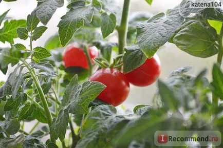 rosii cherry (rosii) - „baby roșii, povestea cum am fost adus pe fereastra casei cireșe