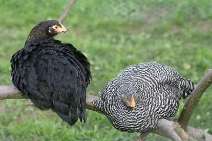 A fajta csirke amroks - jellemzői, tartalma, hígító