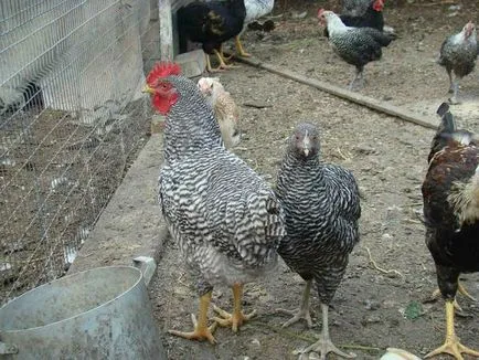 Порода пилета amroksy