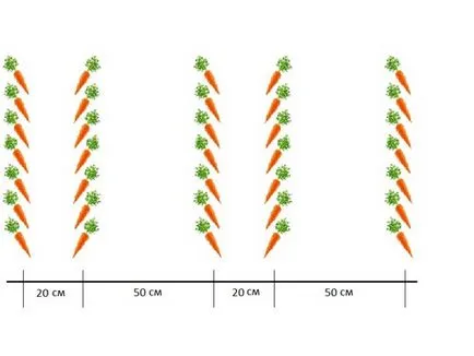 Поливане морков открито рационални методи, цени за напояване, честотата на