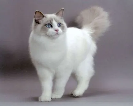 Breed macskák ragdoll tenyészteni leírás és a karakter 10 fotó, videó