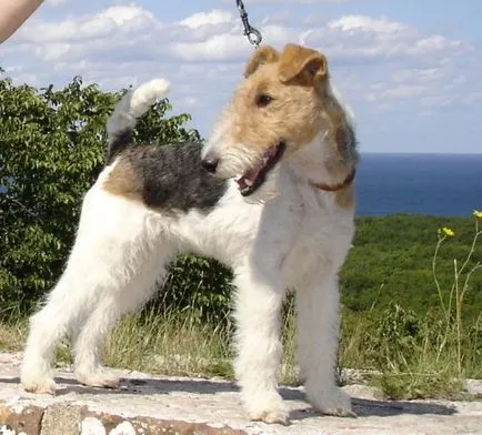 Rasa fox terrier de îngrijire a sănătății și mai ales conținutul