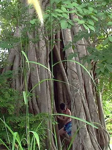 Sacred Bodhi copac - aceasta nu este o Banyan