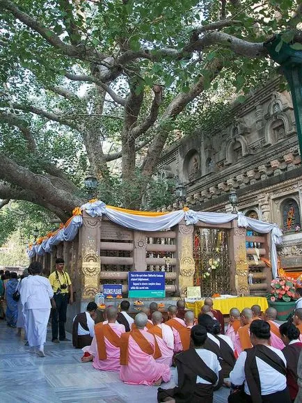 Sacred Bodhi copac - aceasta nu este o Banyan