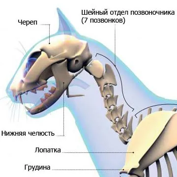 pisică coloanei vertebrale