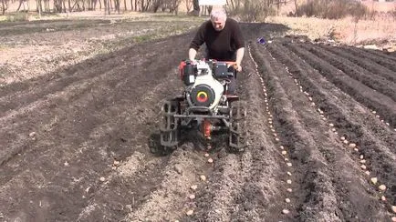 Plantarea cartofilor motor bloc ca plantă