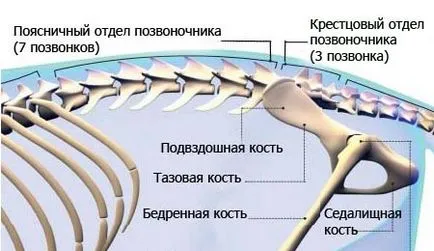 pisică coloanei vertebrale