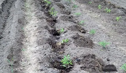 Plantarea tomate în sol deschis cum să planteze răsaduri de roșii