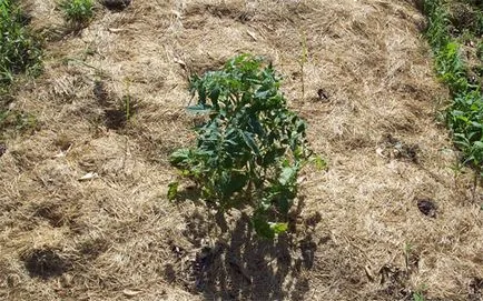 Plantarea tomate în sol deschis cum să planteze răsaduri de roșii