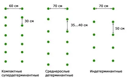 Засаждане на домати на открито място, как да засадят домати разсад