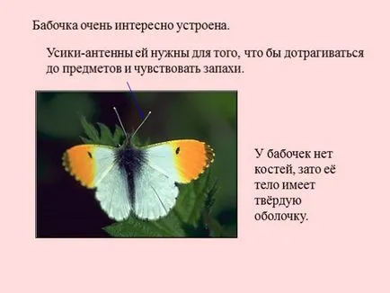 Представяне - развитието на пеперуда