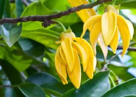 Utilizarea uleiurilor de ylang-ylang pentru toate tipurile de piele