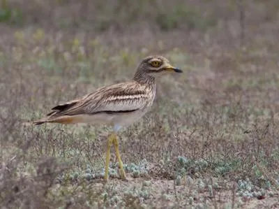 Natura, plante și animale din regiunea Chelyabinsk