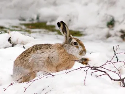 Natura, plante și animale din regiunea Chelyabinsk