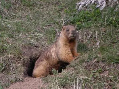 Natura, plante și animale din regiunea Chelyabinsk