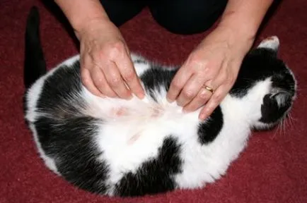 Cauze, simptome si tratamentul eczemelor la pisici