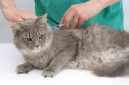 Ваксинации котки в Москва и Московска област, да се ваксинират котка у дома