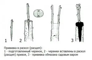 Удължаване на дървета и храсти в разделението и кората