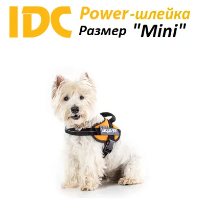 Професионални колани за кучета онлайн магазин стоки за кучета k9shleyka