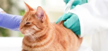 Védőoltások macskák Moszkva és környéke, oltására egy macska otthon