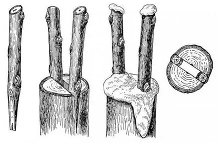 Присаждане на ябълки през есента, пролетта, технологията, как да засадят старата ябълковото дърво, присаждане на резници, снимки,