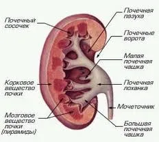 светлоклетъчен карцином