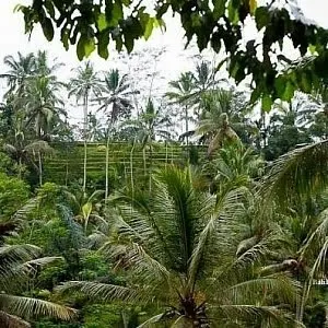 Ghid pentru Ubud ceva de făcut, un loc de a trăi și că acolo