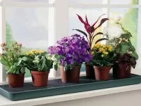 A szaporodási leander virágok a házban (villa)