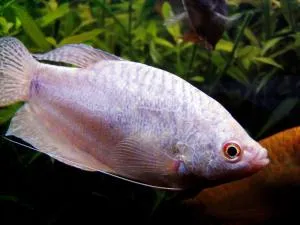 trihogasterov Stud (gourami)