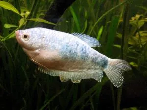 trihogasterov Stud (gourami)