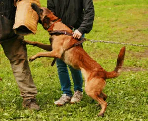 Dezvoltarea de agresiune la câini regulile de bază și exerciții
