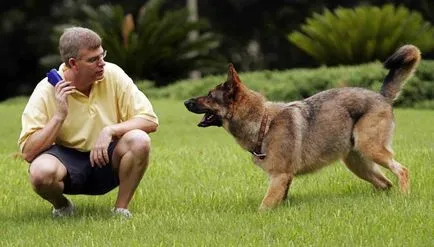 Dezvoltarea de agresiune la câini regulile de bază și exerciții
