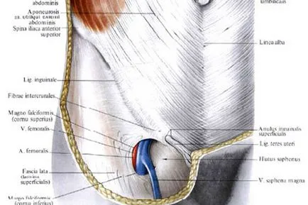Ингвинална симптоми и лечение лигамент навяхване