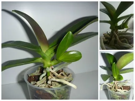 Propagarea orhidee Phalaenopsis in mediul video de interior